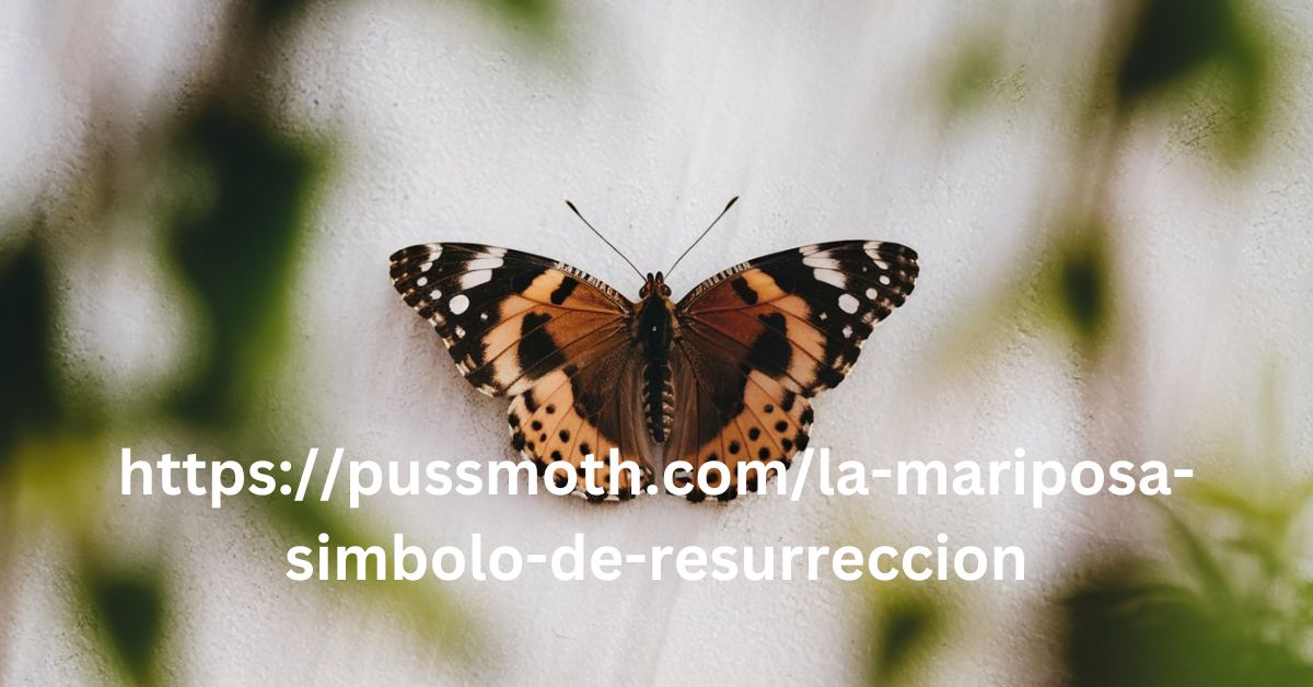 httpspussmoth.comla-mariposa-simbolo-de-resurreccion